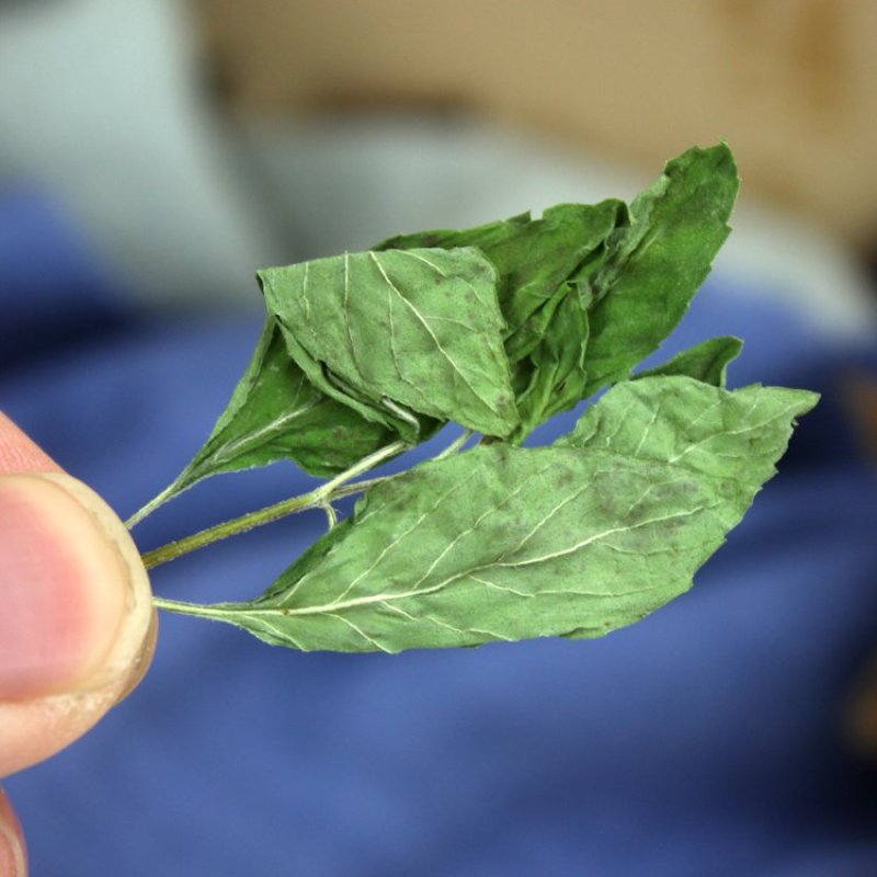 薄荷薄荷叶茶新鲜干薄荷叶清凉饮可配清热去火茶包邮