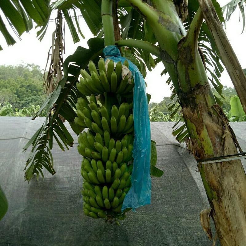香蕉苗B6矮化香蕉苗红香蕉苗皇帝蕉苗