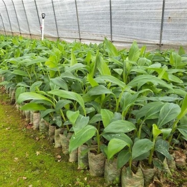 香蕉苗B6矮化香蕉苗红香蕉苗皇帝蕉苗