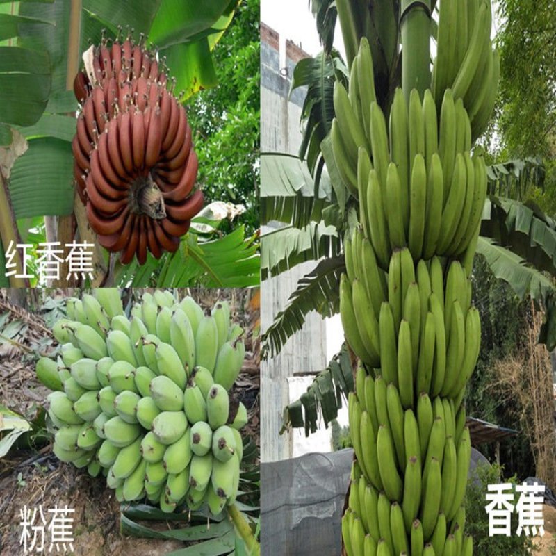 香蕉苗B6矮化香蕉苗红香蕉苗皇帝蕉苗