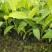香蕉苗B6矮化香蕉苗红香蕉苗皇帝蕉苗