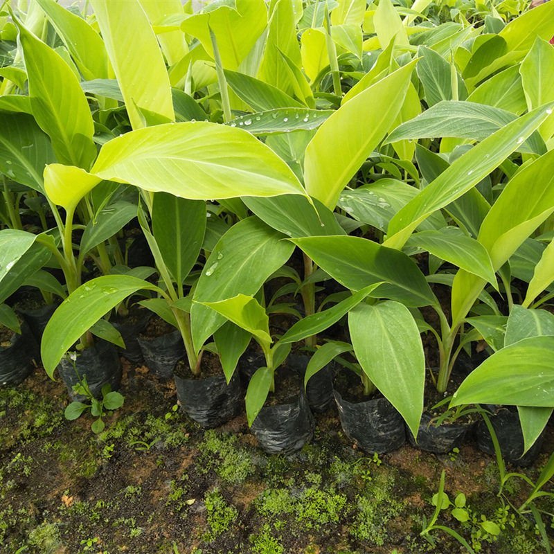 香蕉苗B6矮化香蕉苗红香蕉苗皇帝蕉苗