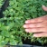 春羽种苗广州苗圃直供花卉绿植量大从优