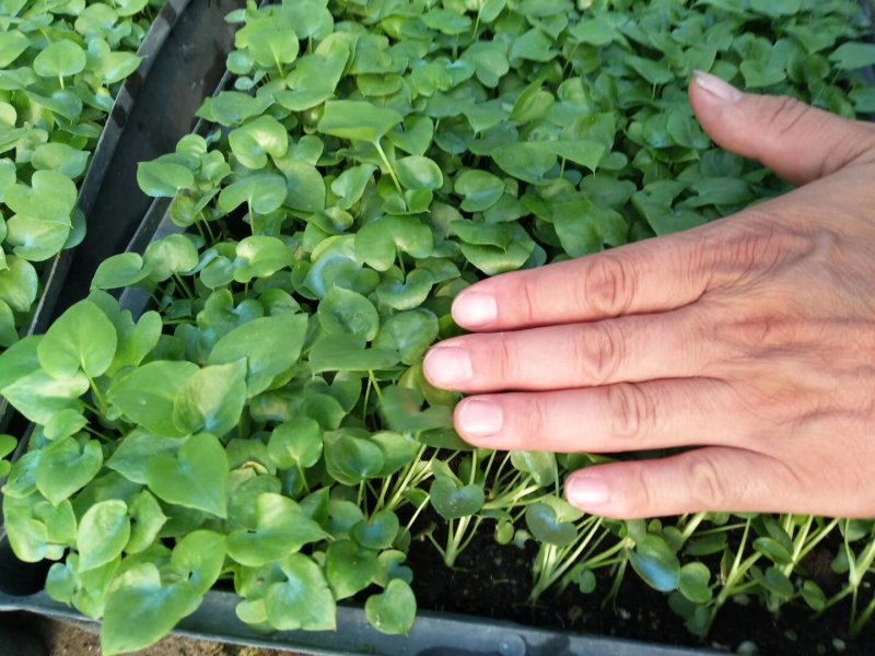 春羽种苗广州苗圃直供花卉绿植量大从优