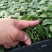 春羽种苗广州苗圃直供花卉绿植量大从优