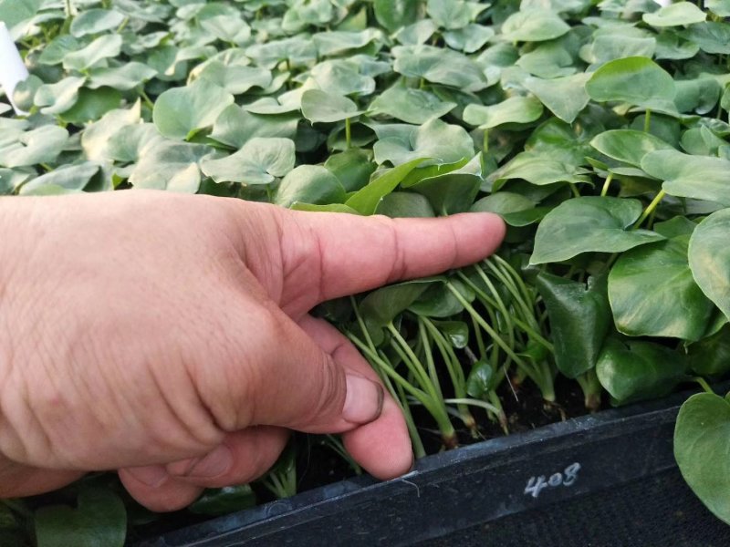 春羽种苗广州苗圃直供花卉绿植量大从优