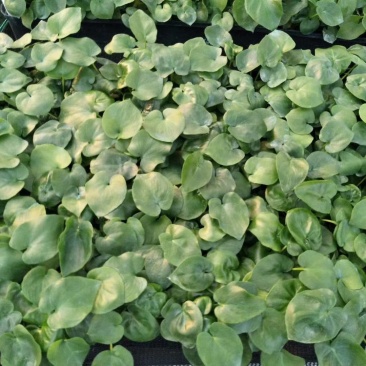 春羽种苗广州苗圃直供花卉绿植量大从优
