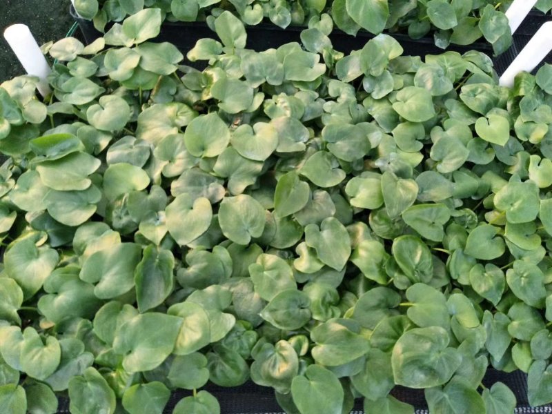 春羽种苗广州苗圃直供花卉绿植量大从优