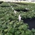 春羽种苗广州苗圃直供花卉绿植量大从优