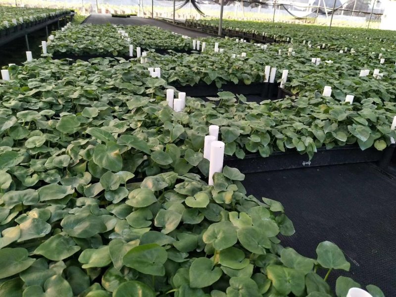 春羽种苗广州苗圃直供花卉绿植量大从优