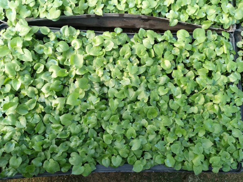 春羽种苗广州苗圃直供花卉绿植量大从优
