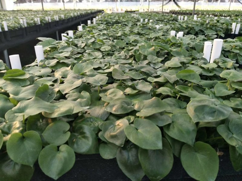春羽种苗广州苗圃直供花卉绿植量大从优