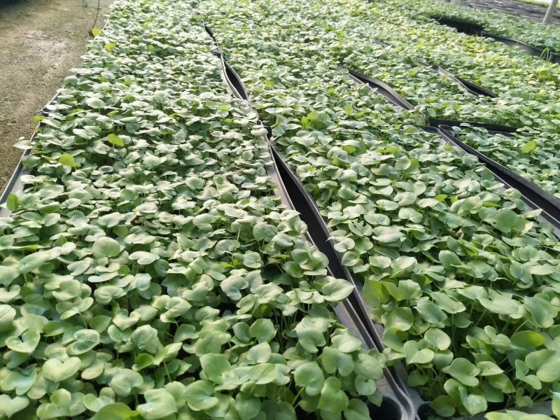 春羽种苗广州苗圃直供花卉绿植量大从优