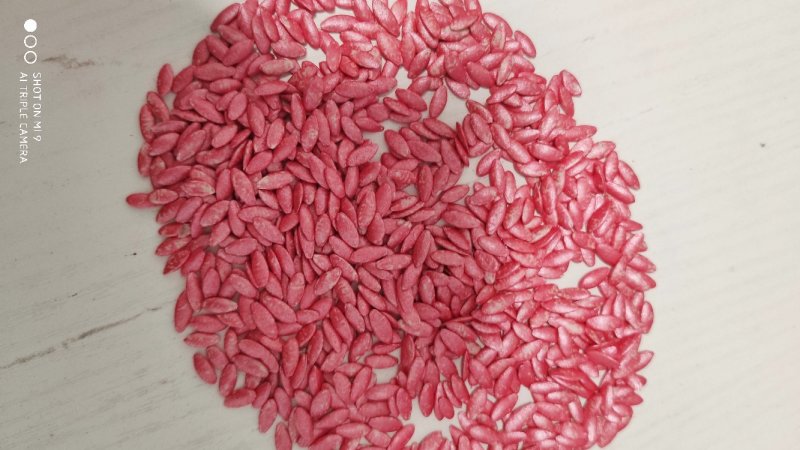 【包邮】乾德456强雌油亮春秋茬口栽培黄瓜
