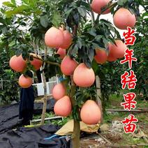柚子树苗，红心蜜柚，嫁接红心柚子，盆栽南北方种植，柚子苗