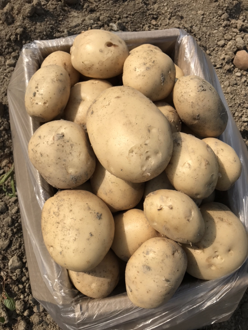 云南精品土豆丽薯6号土豆产地直供一手货源支持线上交易