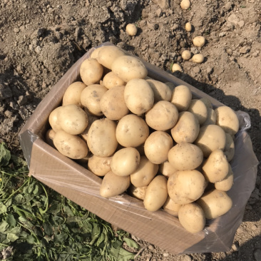 云南精品土豆丽薯6号土豆产地直供一手货源支持线上交易