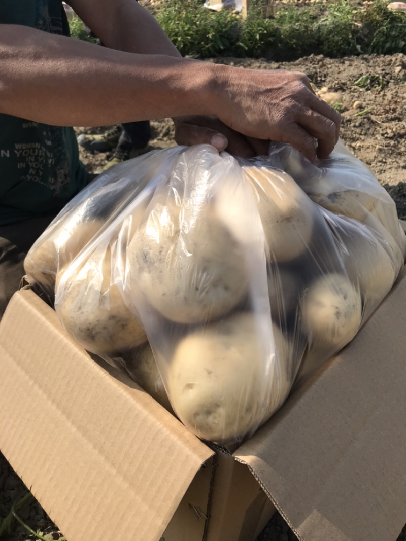 云南精品土豆丽薯6号土豆产地直供一手货源支持线上交易