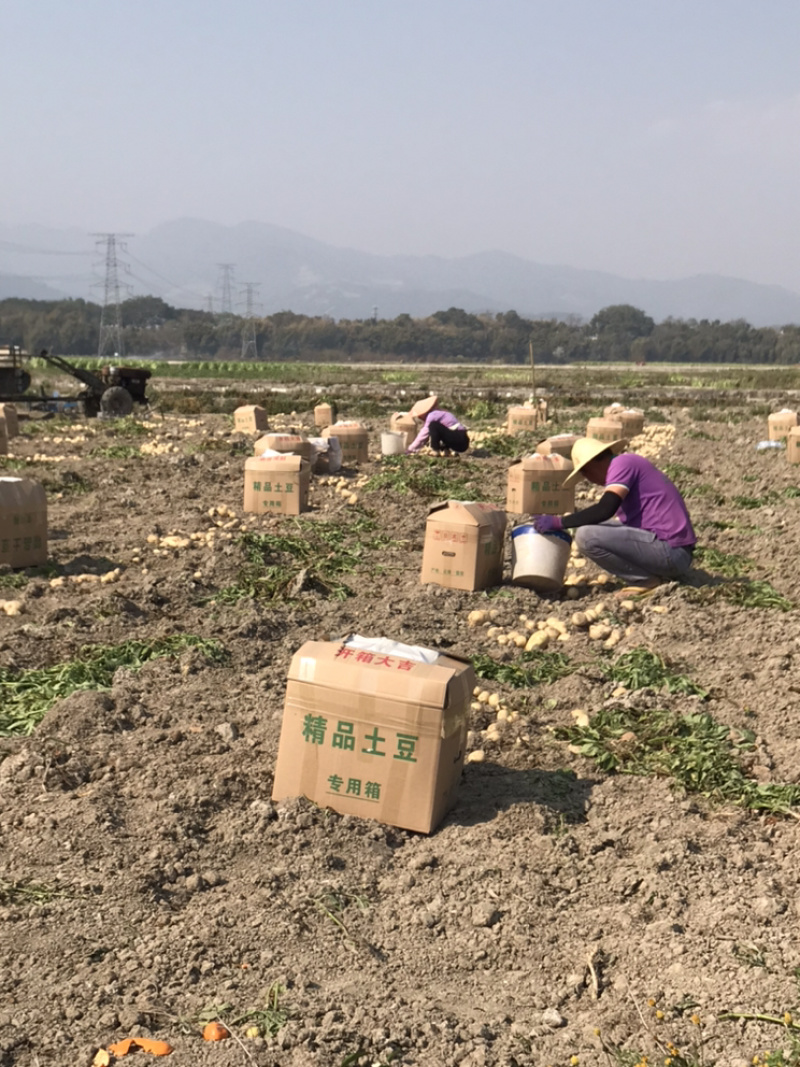 云南精品土豆丽薯6号土豆产地直供一手货源支持线上交易