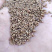 桑树种子杂交桑蛋白桑种子无杂质不满意包退