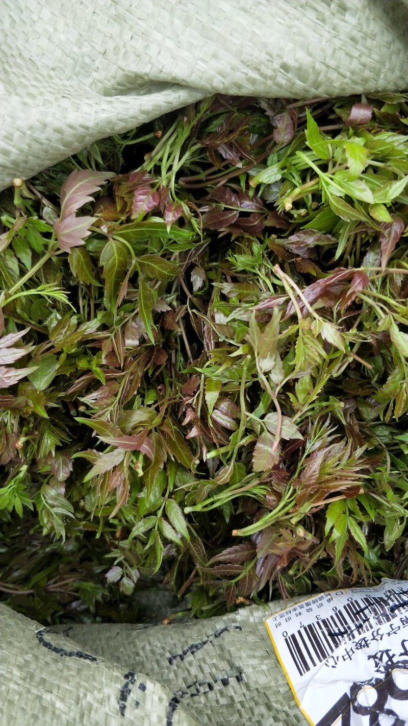 藤茶
