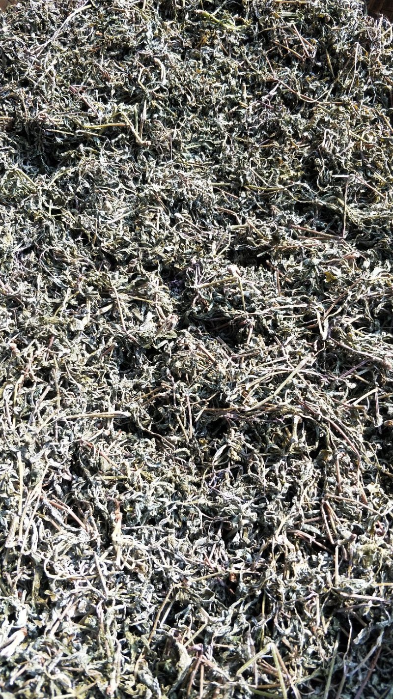 藤茶