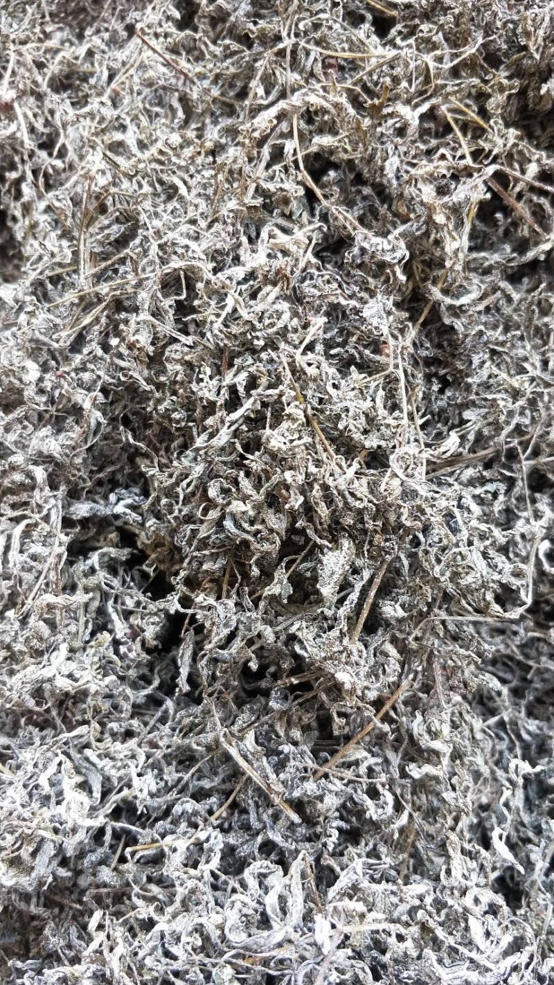藤茶
