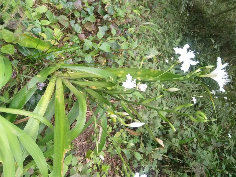 鸾尾扁竹兰非人工种植下单现备新鲜发货