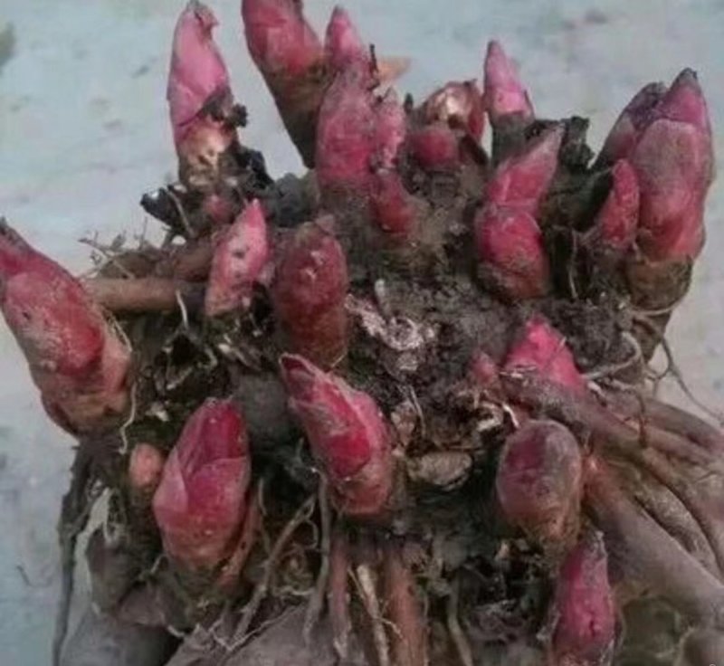 优质改良，白芍芽，原棵，成品，干净无杂质