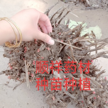 优质改良，白芍芽，原棵，成品，干净无杂质