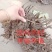 优质改良，白芍芽，原棵，成品，干净无杂质
