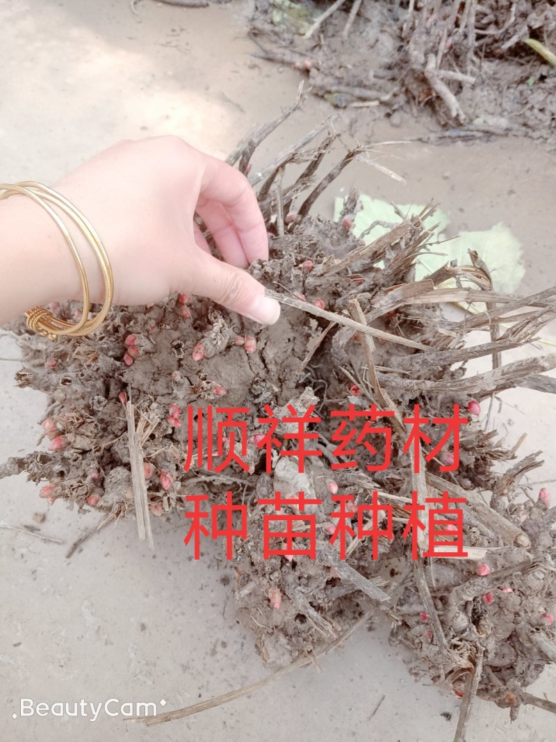 优质改良，白芍芽，原棵，成品，干净无杂质