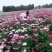 优质改良，白芍芽，原棵，成品，干净无杂质