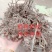 优质改良，白芍芽，原棵，成品，干净无杂质