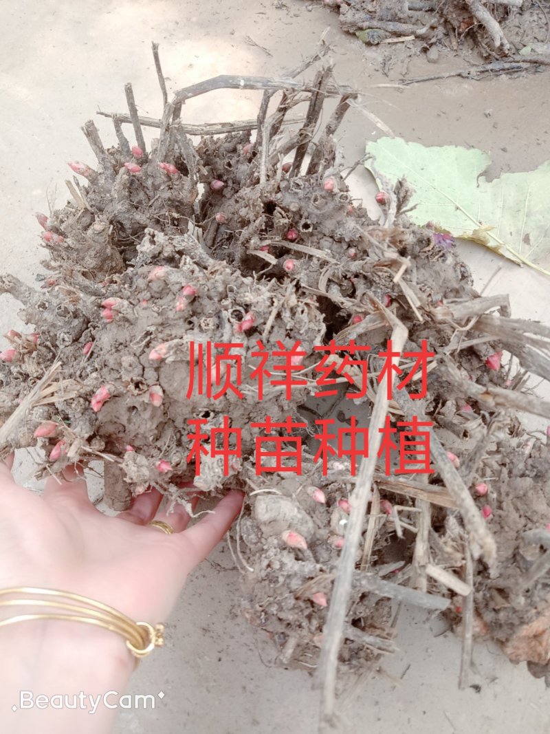优质改良，白芍芽，原棵，成品，干净无杂质