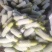 精品油绿皮西葫芦0.6到0.8斤，欢迎前来采购