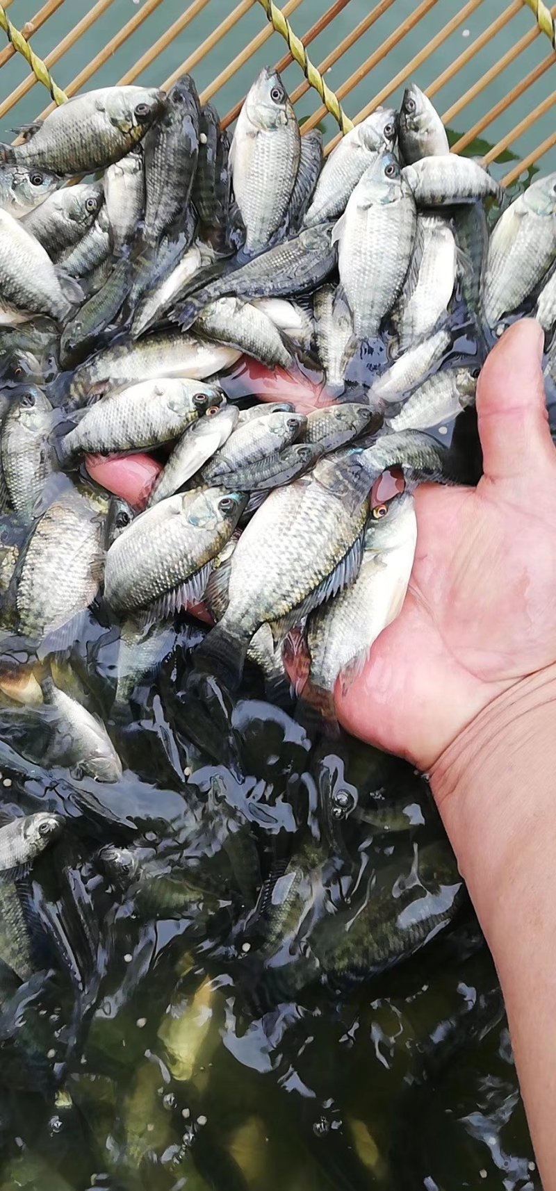 海南一号罗非鱼苗出售，欢迎新老客户来电订购！