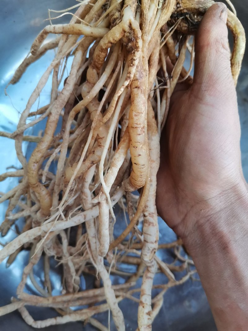千针万线草