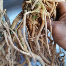千针万线草