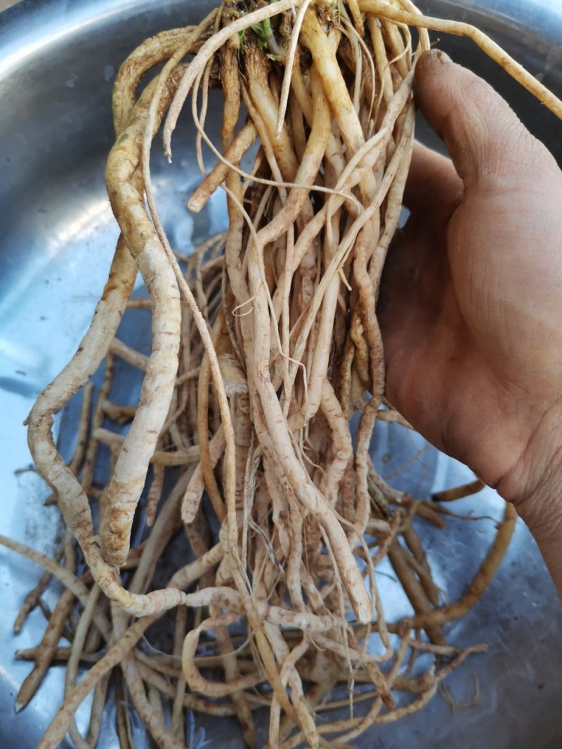 千针万线草