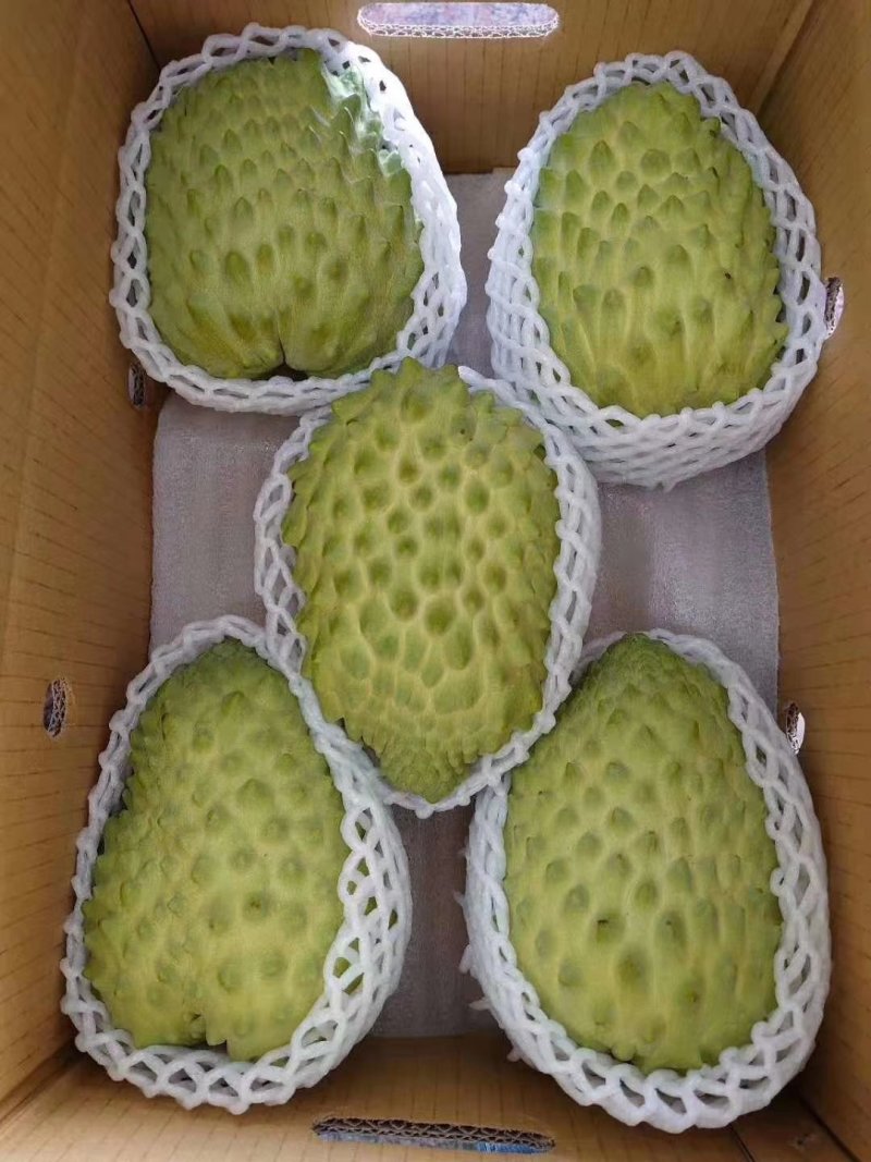 新品种台湾进口榴莲释迦果嫁接苗，需要的下单