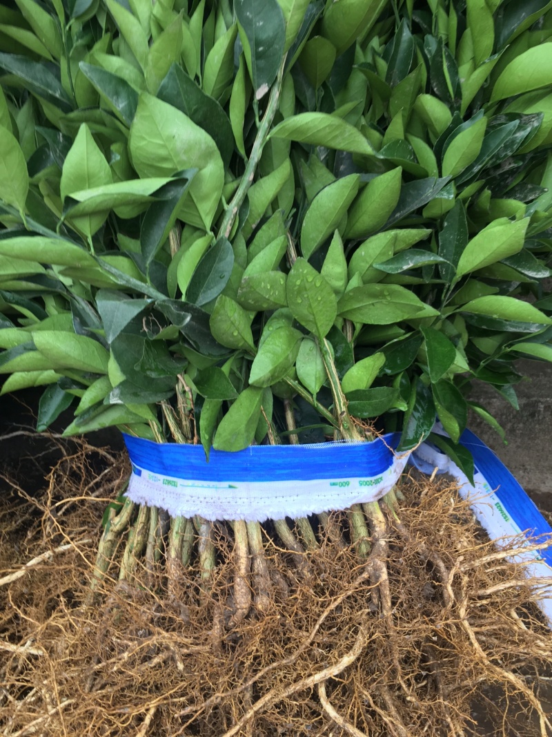 纽荷尔脐橙苗，脐橙苗，
