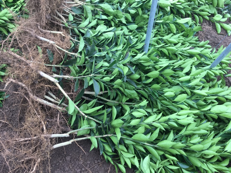 纽荷尔脐橙苗，脐橙苗，