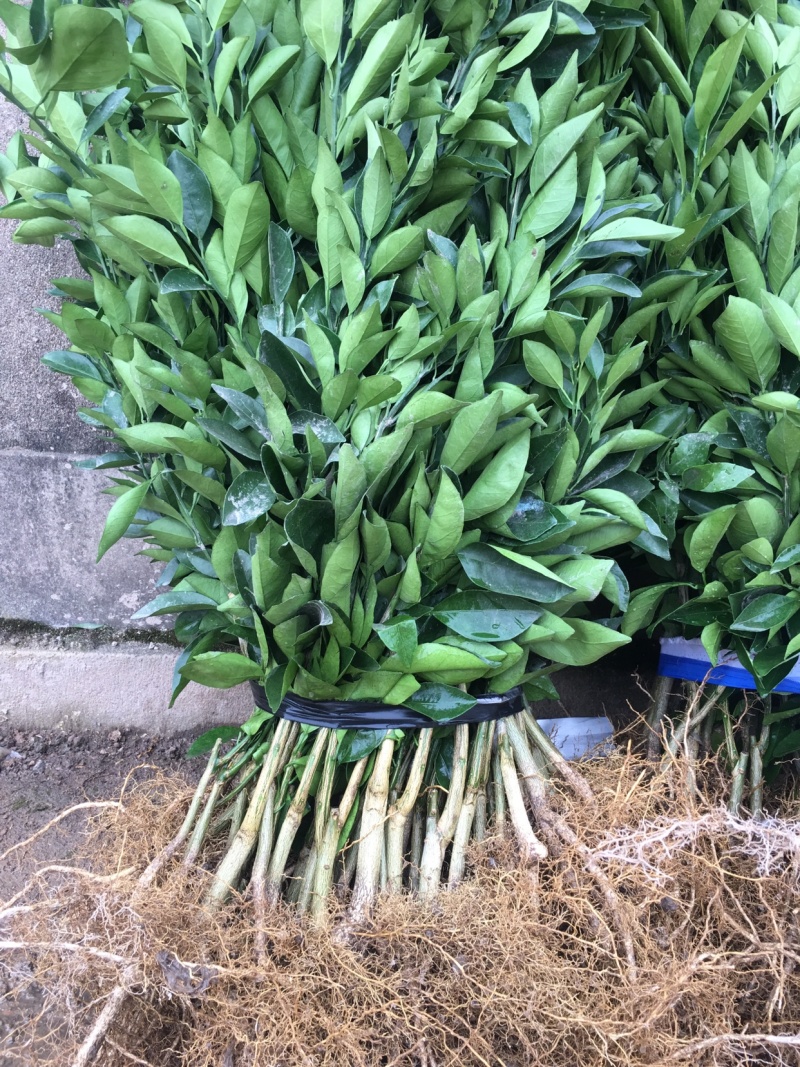 纽荷尔脐橙苗，脐橙苗，