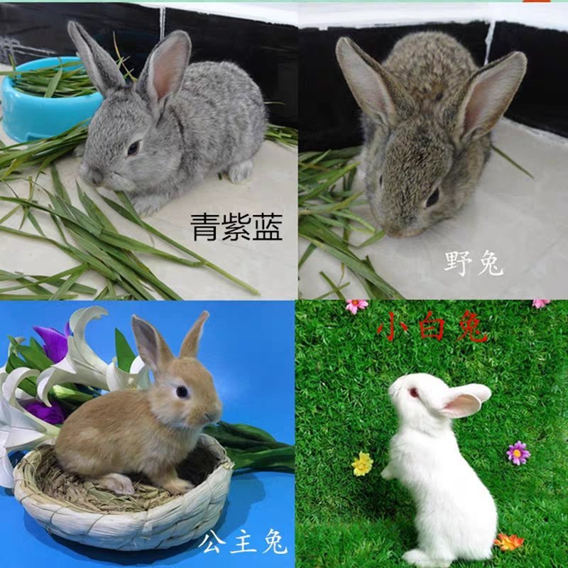 兔子活体大型肉兔种兔活物比利时幼兔活体