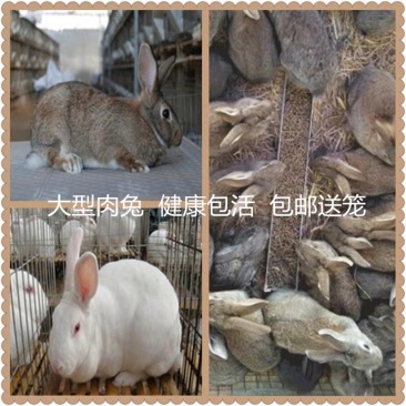 兔子活体大型肉兔种兔活物比利时幼兔活体