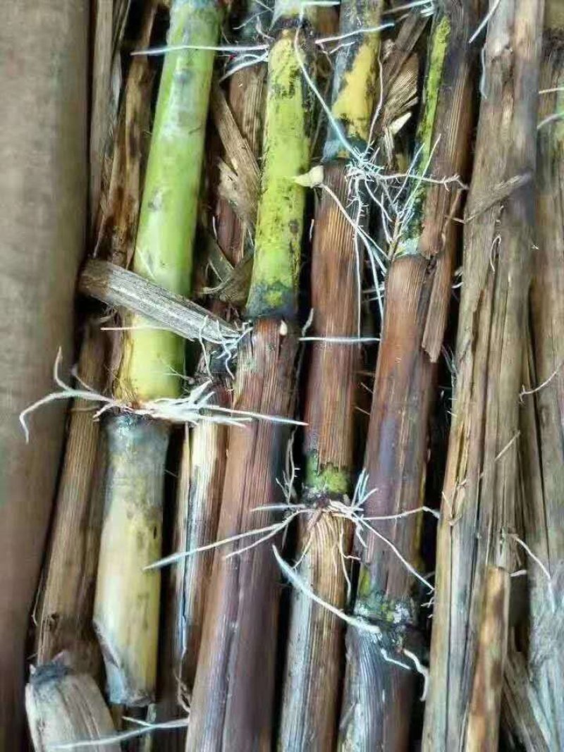 多年生皇竹草种节正宗皇竹草高产皇竹草牛羊猪牧草
