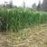 多年生皇竹草种节正宗皇竹草高产皇竹草牛羊猪牧草