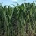 多年生皇竹草种节正宗皇竹草高产皇竹草牛羊猪牧草