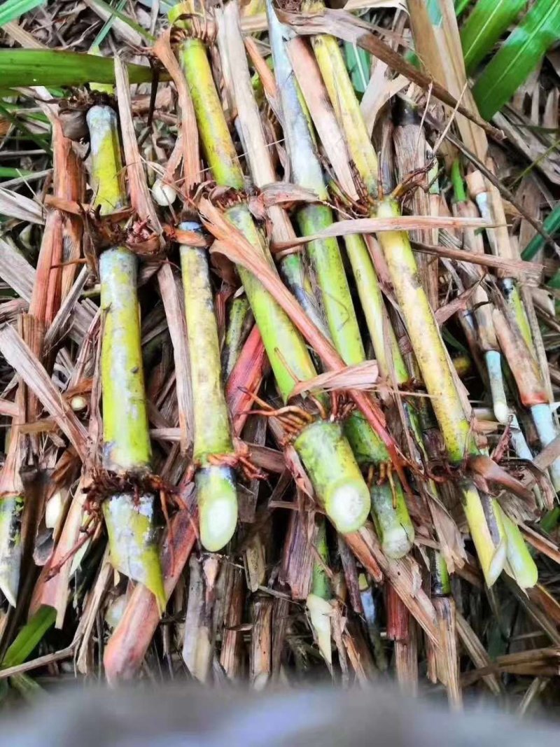 多年生皇竹草种节正宗皇竹草高产皇竹草牛羊猪牧草